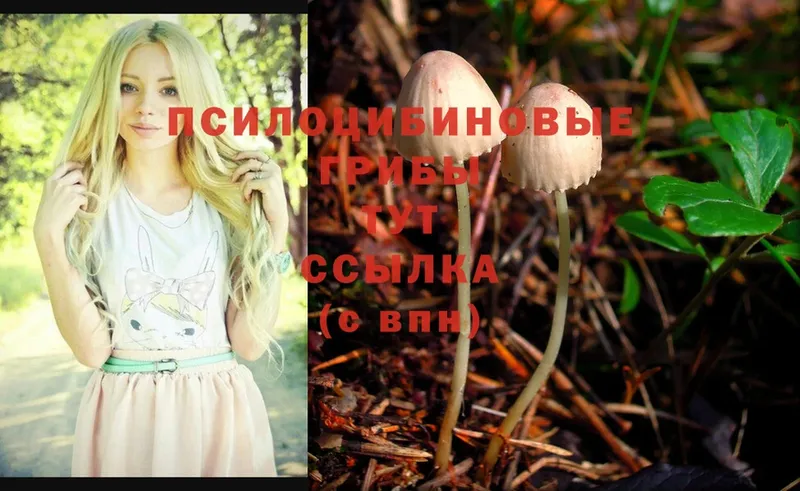 купить   Кыштым  Галлюциногенные грибы Psilocybe 